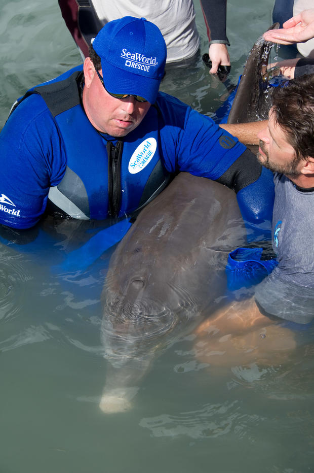 20120309_marco-island-seymour-dolphin-rescue_47.jpg 