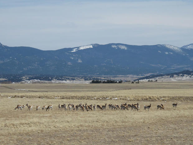 antelope_convention_in_south_park.jpg 