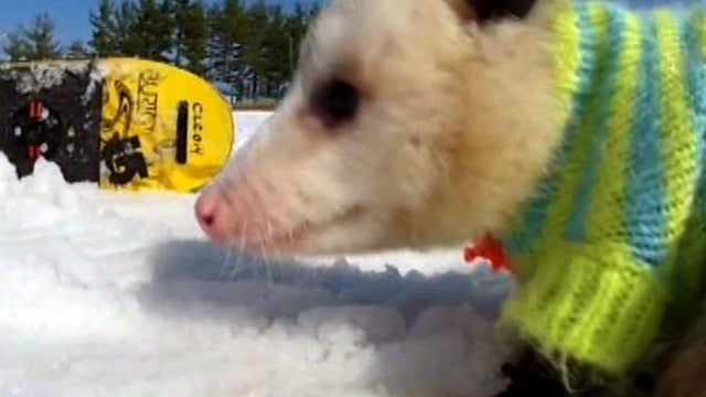 Meet Ratatouille - the snowboarding opossum 