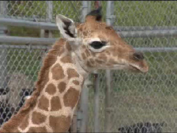 Zoo Miami Giraffe 