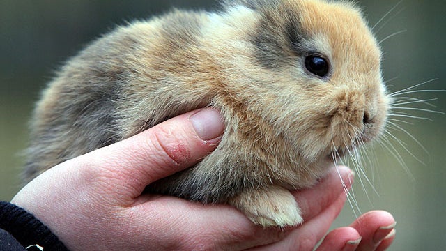 In this photo taken Wednesday, March 14, 2012, a two-week old earless bunny sits on the hands of a keeper at the zoo in Limbach-Oberfrohna, eastern Germany.  