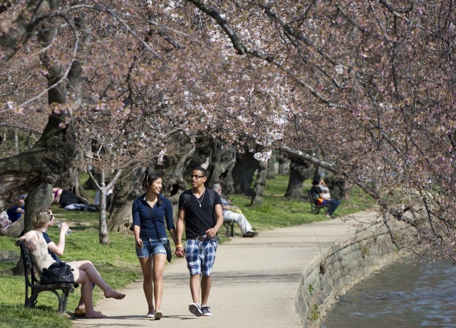 CherryBlossoms_141392420.jpg 