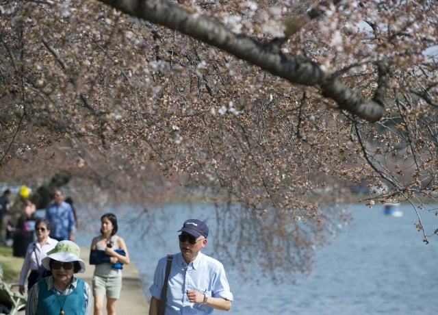 CherryBlossoms_141392489.jpg 