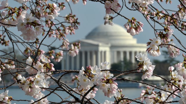 cherry_blossoms_141501106.jpg 