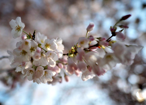 cherry_blossoms_141501753.jpg 