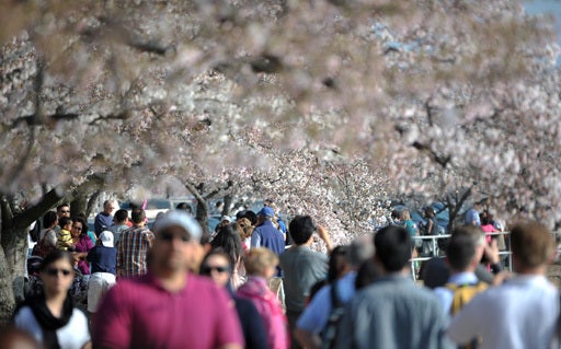 cherryblossoms_141501165.jpg 