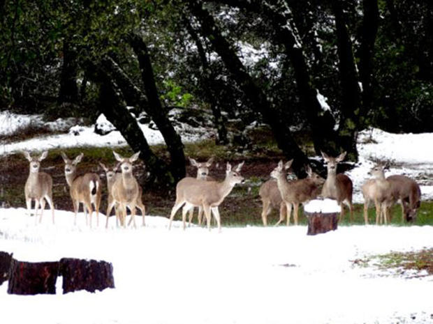 deer-in-the-snow-in-somerset-from-gina.jpg 