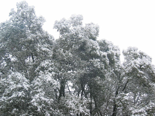 snow-on-trees-in-pine-grove-from-velondra.jpg 