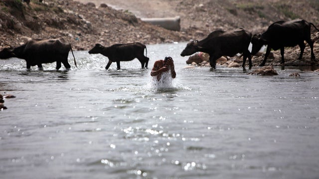An Indian bathes in the River Tawi, as buffaloes walk past in the background in Jammu, India, Thursday, March 22, 2012.  