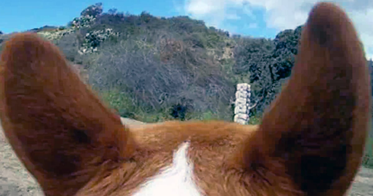 Canyon adventures from the perspective of a Corgi named Riley - CBS News