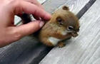 Baby_Squirrel_copy.jpg 