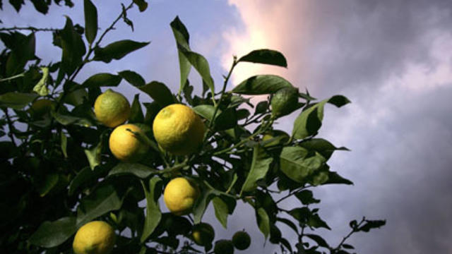 lemon-tree.jpg 