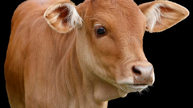 calf.jpg 