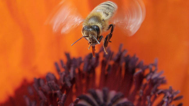 honeybees.jpg 