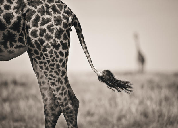 Detroit Zoo - Wildlife Photographer of the Year 2011 