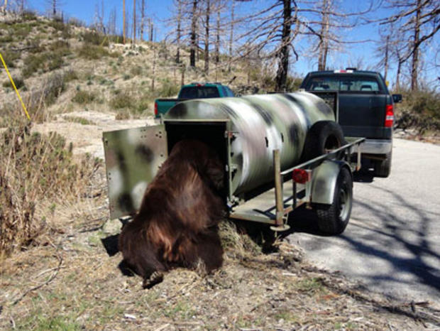 Bear Released Into Wild 