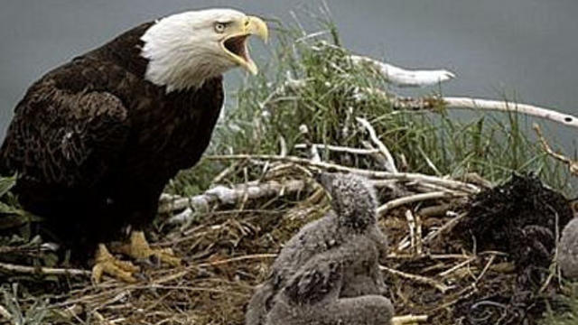 bald-eagle-nest.jpg 