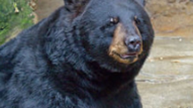 black-bear.jpg 