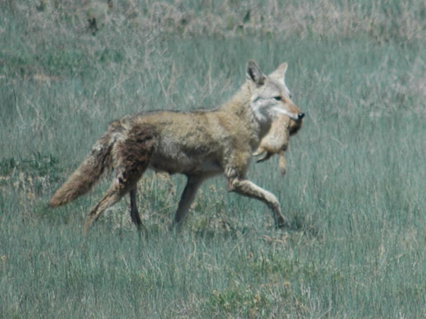 coyote-and-prairie-dog.jpg 