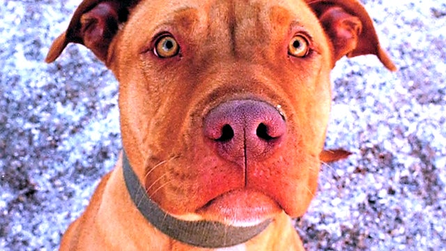 ctm_pitbull_050312.jpg 