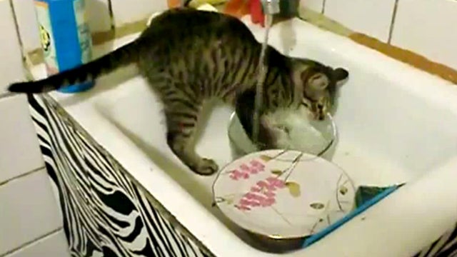 Dishwashing_Cat_copy.jpg 