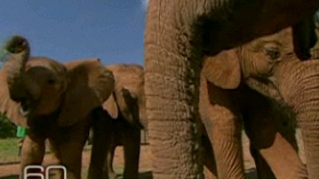 Dame Daphne Sheldrick's elephant orphanage 