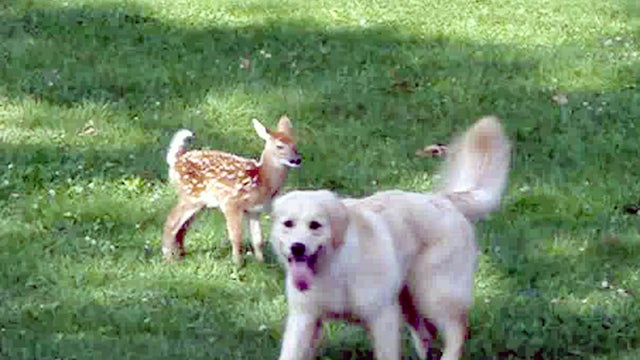 Golden_Retriever_Fawn_copy.jpg 
