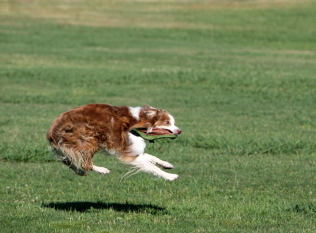 dog catching frisbee 