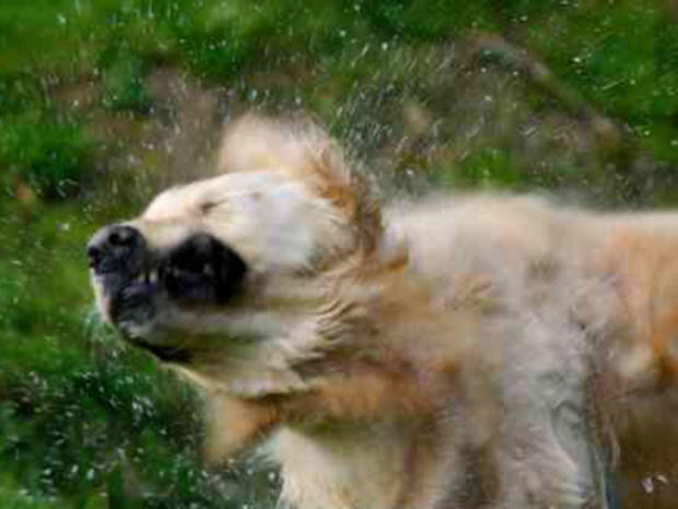 Dog Shaking Off Water 