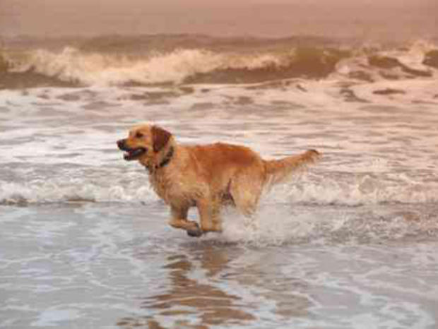 Dog on Beach 