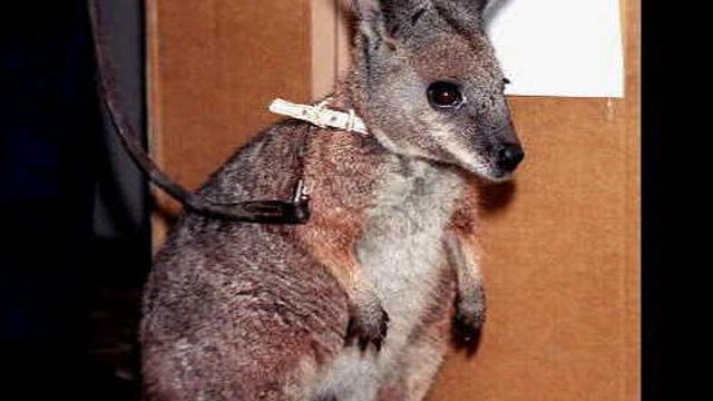 wallaby.jpg 