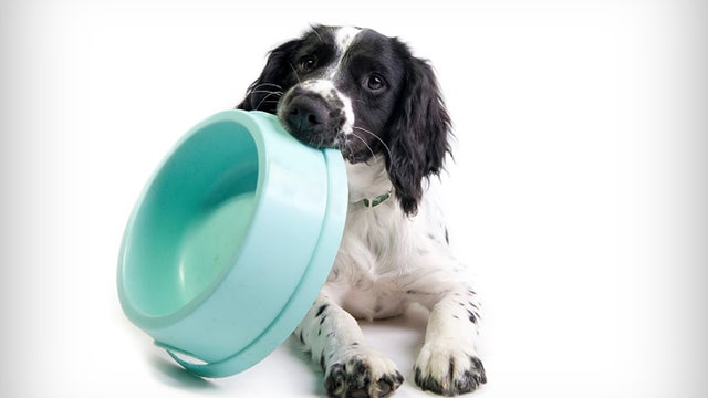 spaniel puppy holding its food bowl and demanding to be fed (white background) 