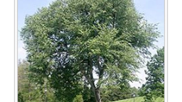 elm-tree.jpg 