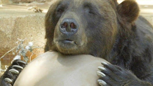 bear.jpg 