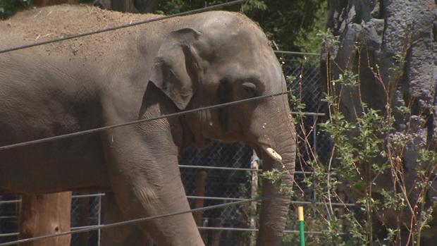 Denver Zoo's New 'Elephant Passage' 
