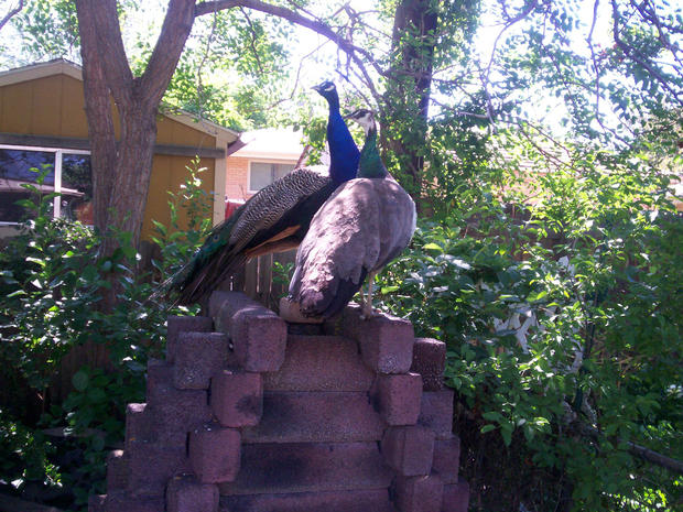 peacocks-in-back-yard-011.jpg 