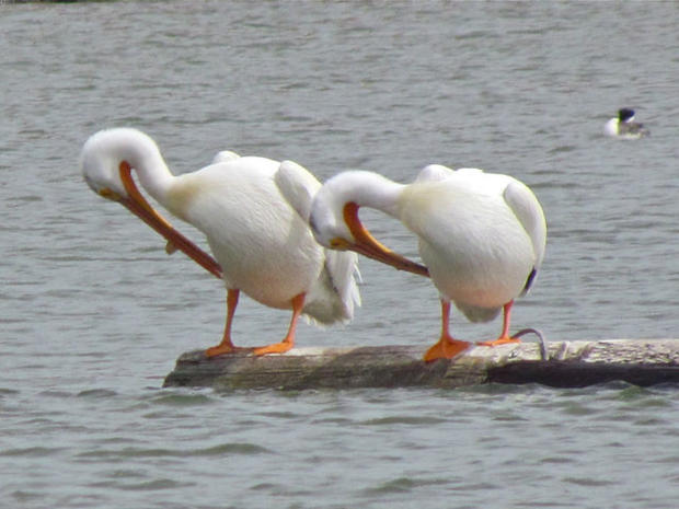 pelicans.jpg 
