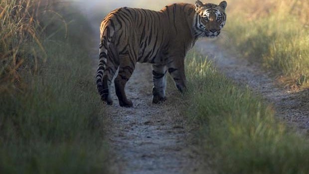 tiger_AP070323065444.jpg 