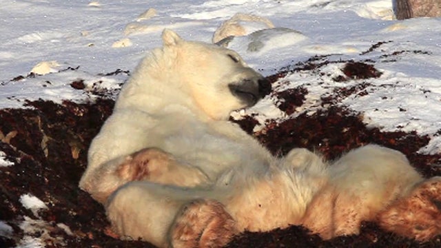 Laziest_Polar_Bear_copy.jpg 