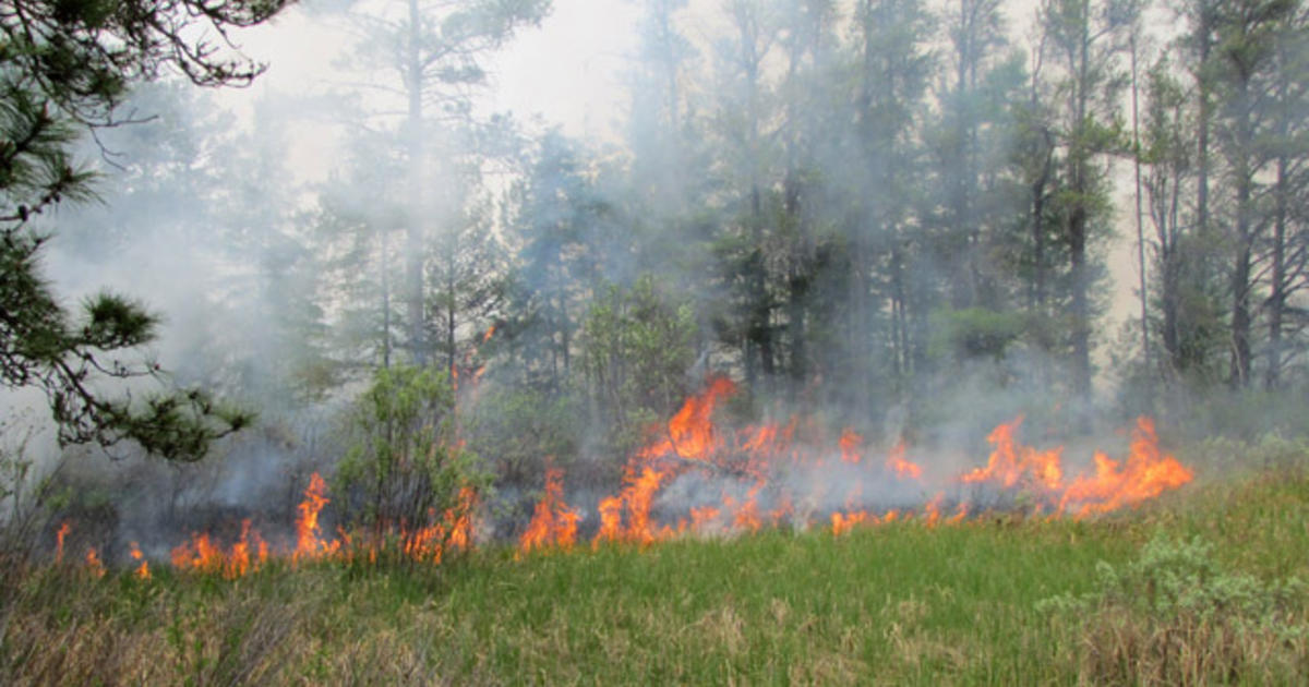 Fastmoving Michigan wildfire burns 17,000 acres CBS News