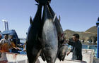 070305-bluefin_tuna-AP070305143086.jpg 
