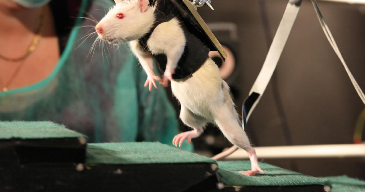 Injured rats walk thanks to spinal nerve stimulation