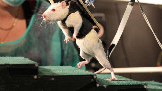 Injured rats walk thanks to spinal nerve stimulation 