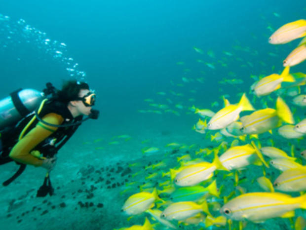 Scuba Diver with Fish 