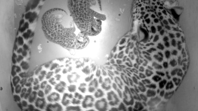 amur-leopard-cubs.jpg 