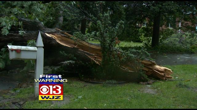 towson-downed-tree.jpg 