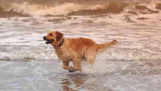 dog-on-beach.jpg 