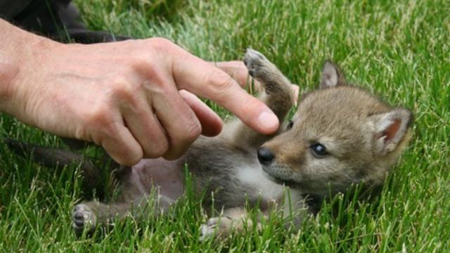 coyote-pups-2.jpg 