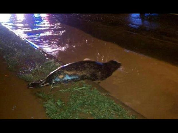 Seal Stranded In Duluth 