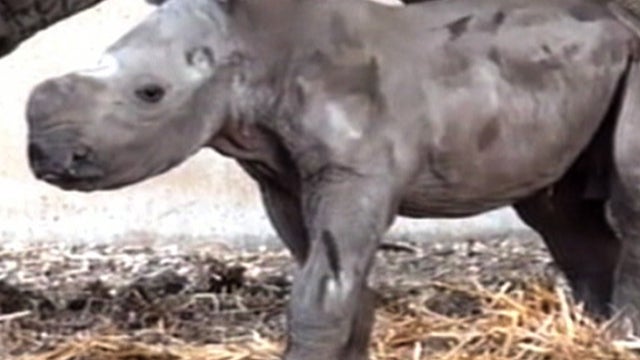 Endangered white rhino born in Israeli zoo  